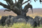 Ziua 5_Serengeti