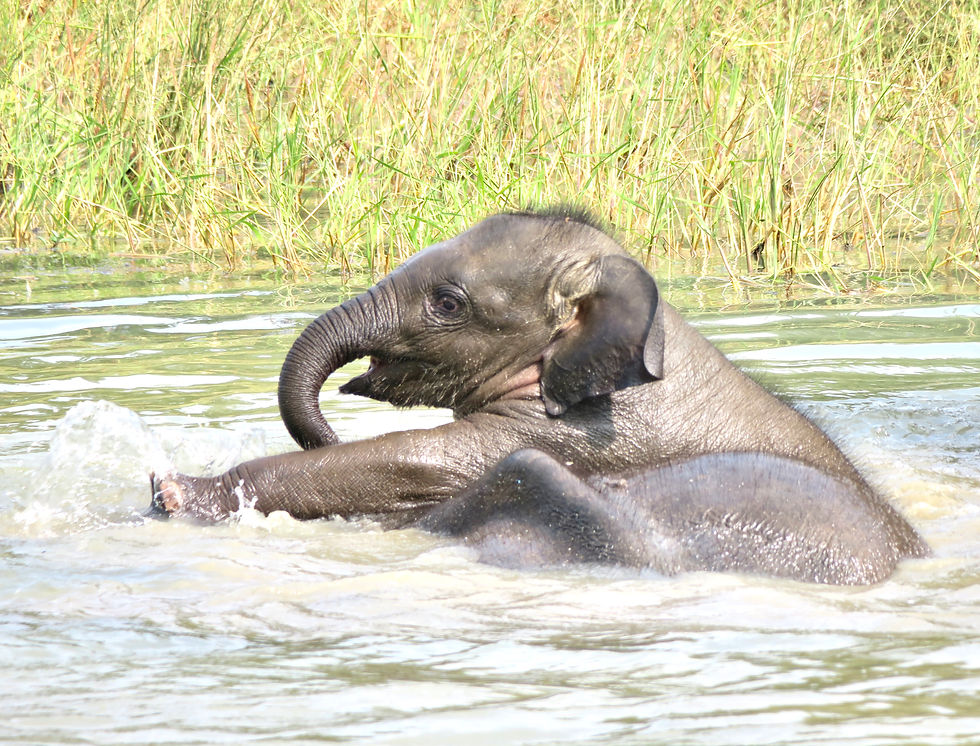 Ziua 7_Elefant Sri Lanka