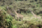 Ziua 7_În drum spre Ngorongoro