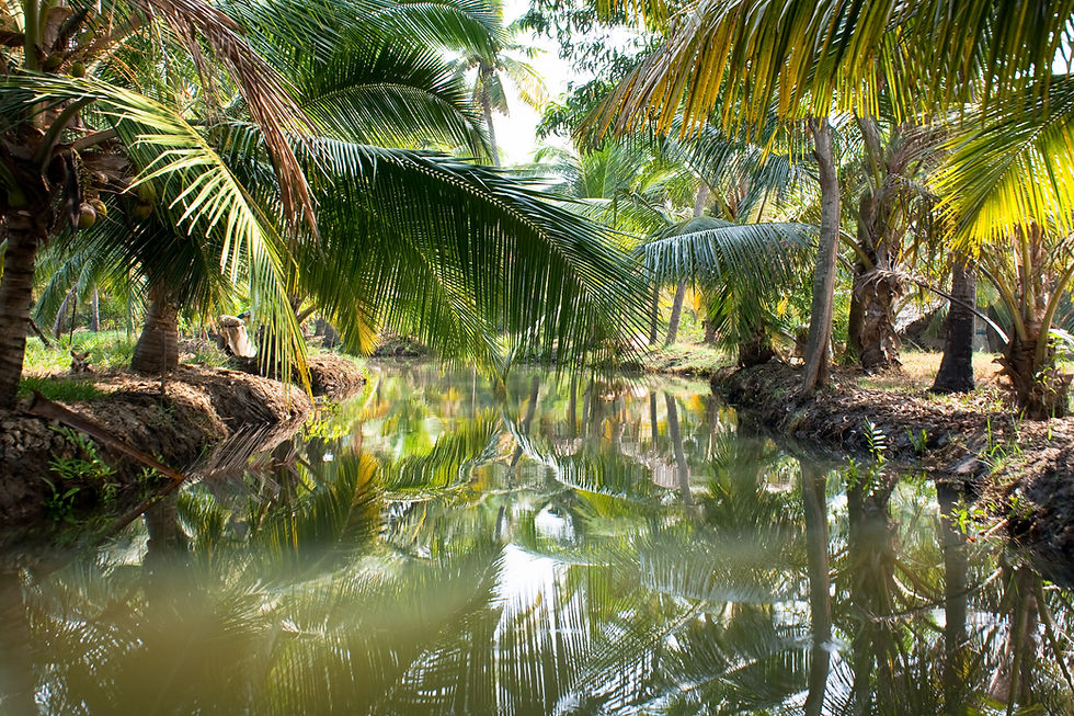 Pe canale inguste din Backwaters, Kerala, India