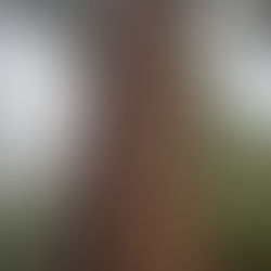 Let's Start With An Acorn