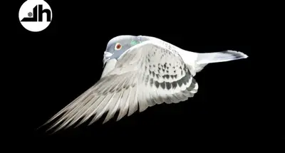 White pigeon in flight against a black background, photograph by Casey Templeton.
