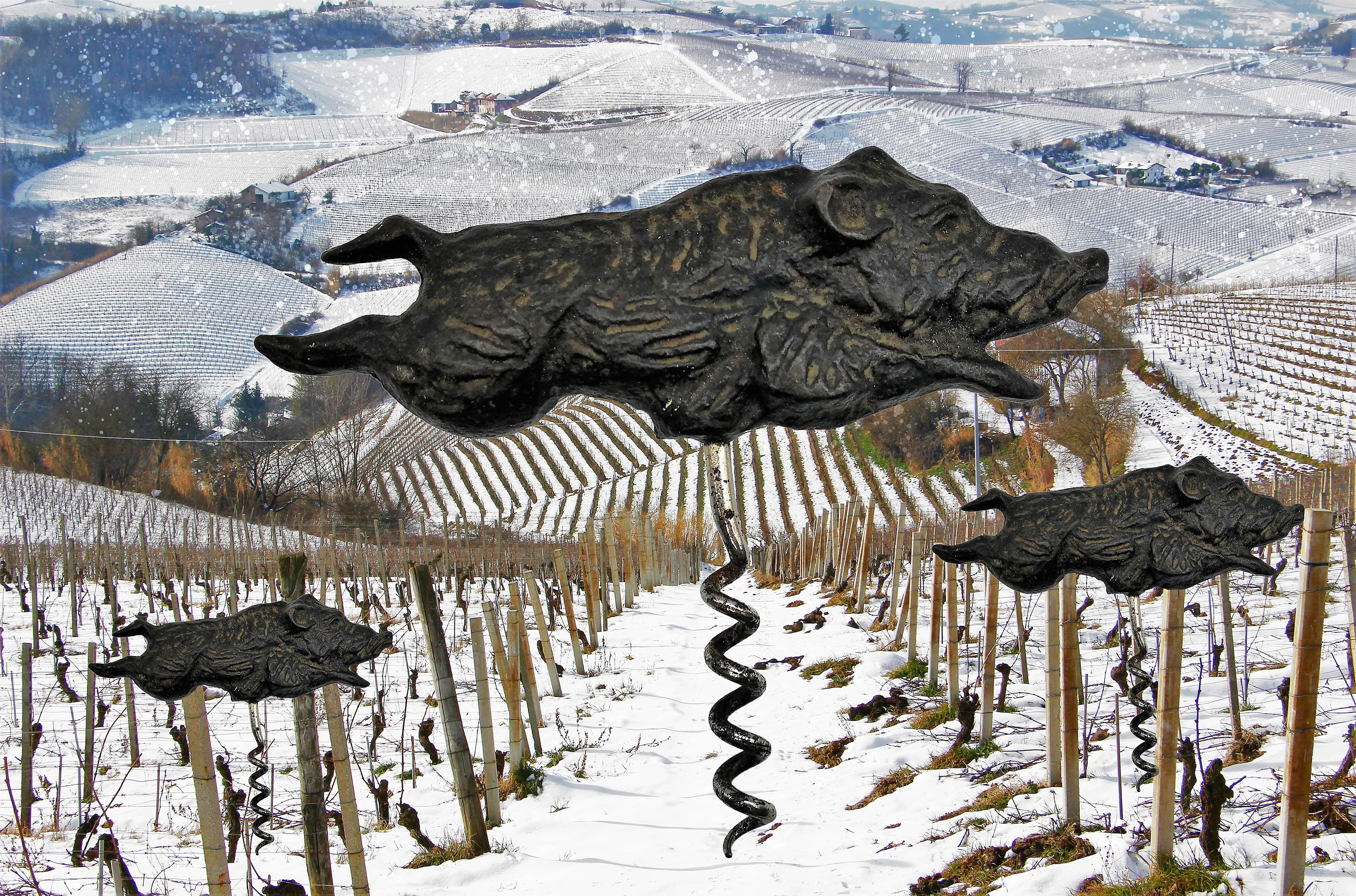 Vineyards in winter