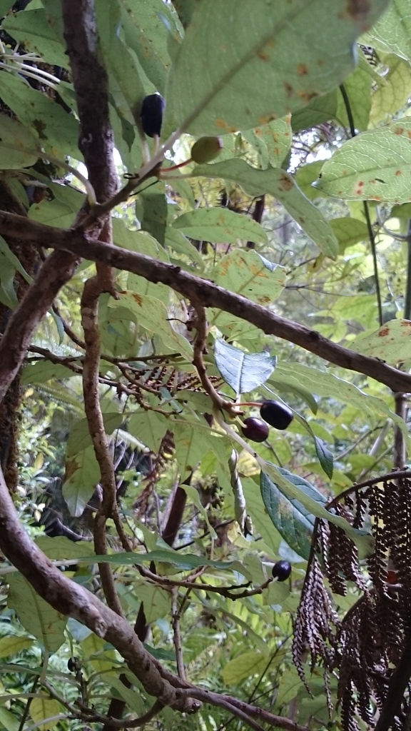 Ripe fruit - called kōnini