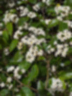 Putaputawētā in flower (Photo by JM Homewood iNaturalist CC BY-NC)