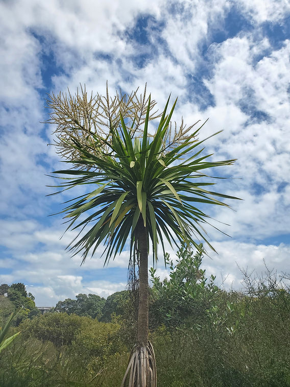 Cabbage Palm