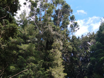 May - Kauri - Native Plant of the Month