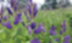 Giant-Bellflower.jpg