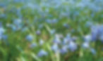 Siberian-Squill.jpg