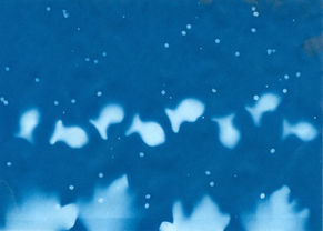 dittmerallison_5427_3420177_AllisonDittmer_SunPrint1_03_18_2022.jpeg