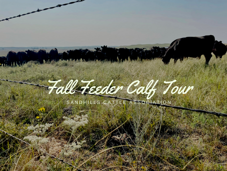 Fall Feeder Calf Preview 2022
