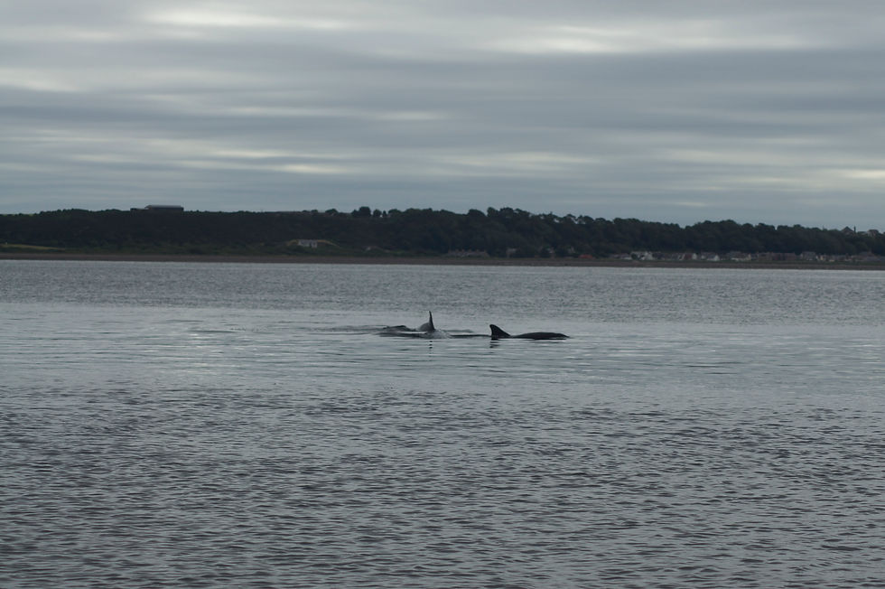 Dolphins off Rosemarie shoreline