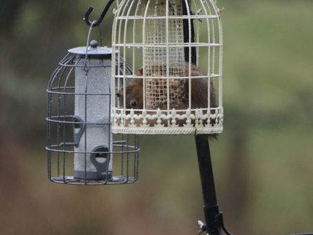 Wildlife at Clacheranmor