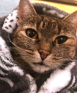 Lucy the cat
