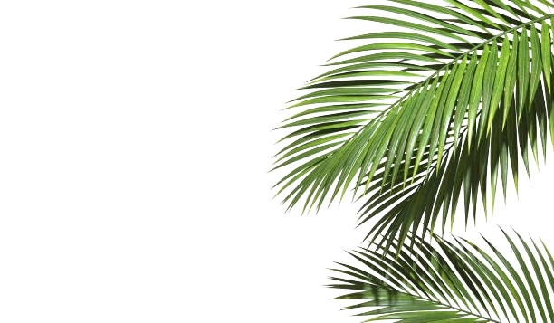 istockphoto-2164181186-612x612-removebg-preview_edited.png