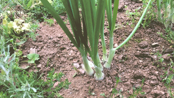 ffd0eb_619c44867b3a414f80d7049100151bab_mv2.gif