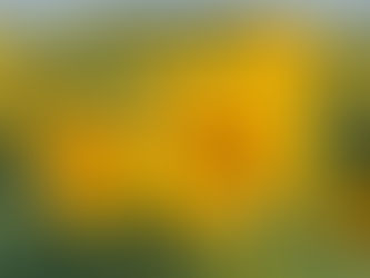 Close-up of vibrant yellow sunflowers in a vast field under a clear sky. Lush green leaves surround the cheerful, sunny blooms.