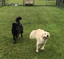Dog Park.jpg