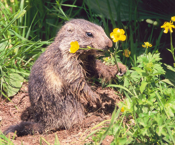 24122016-ScanEv Marmotton fleur.jpg