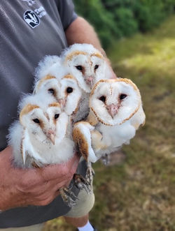 Owls