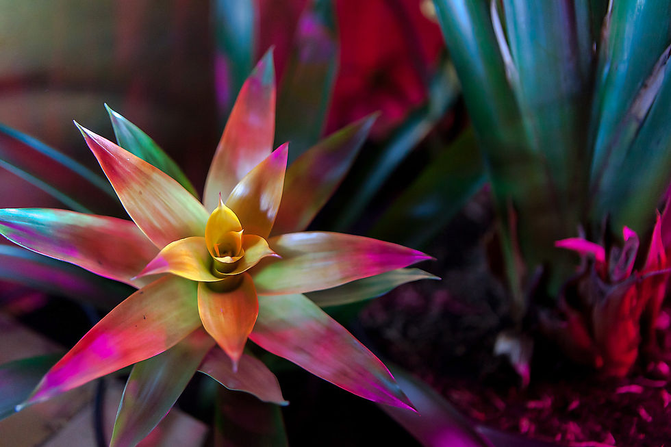 PiP's Bromeliad.jpg