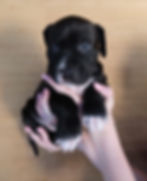 Digit