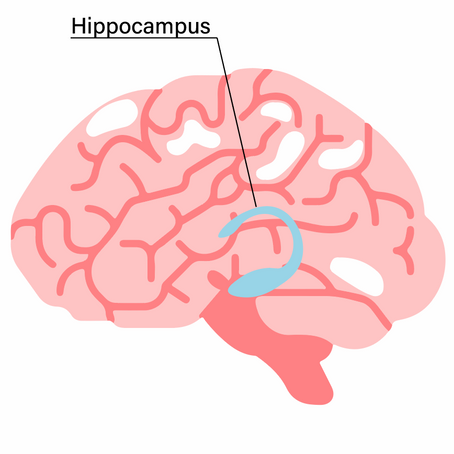 The Brain Series: The Hippocampus 