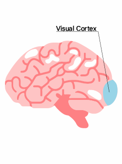 The Brain Series: The visual cortex