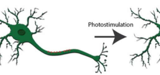 Neuron Activation Using Optogenetics