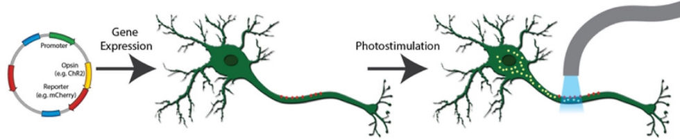 Activation of a Neuron Using Optogenetics