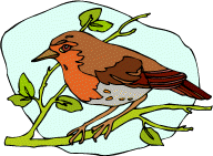 robin red breast in French