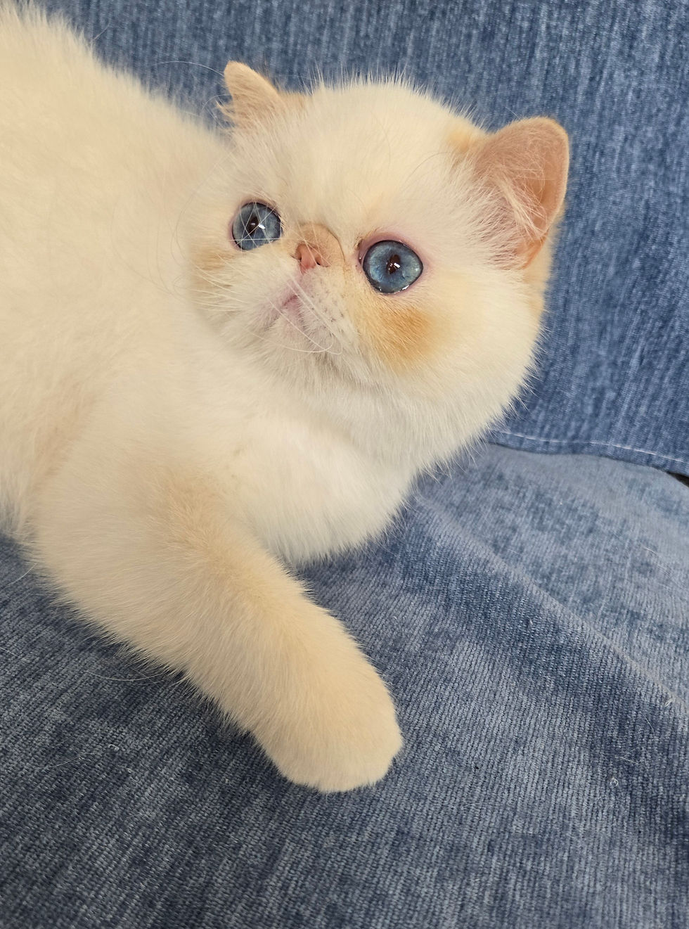 Meet Summer Breeze