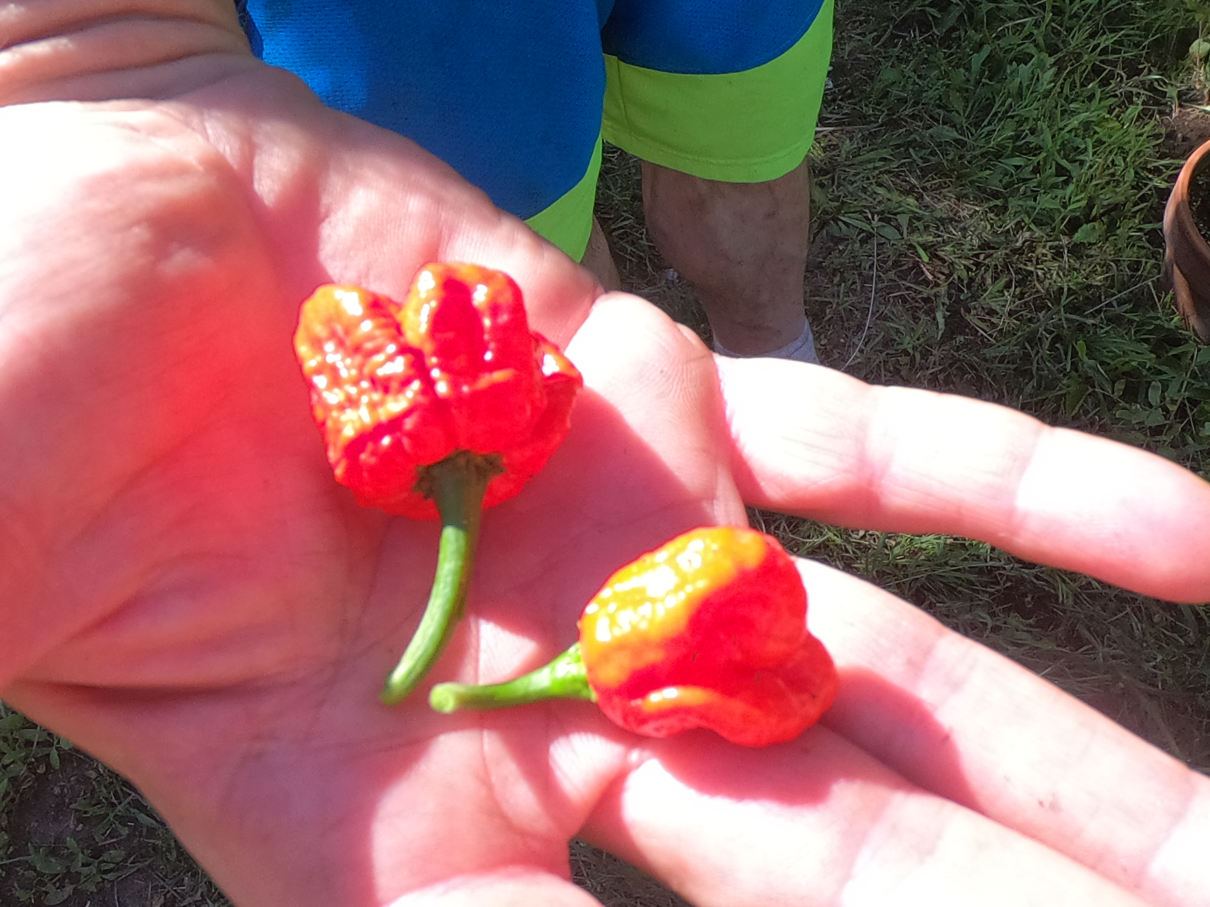 when to pick carolina reaper pepper