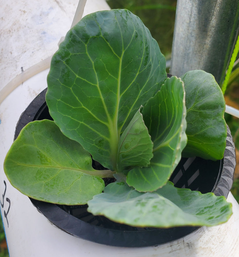 Planting Fall Lettuce and Cabbage in the Greenhouse Planting Fall Lettuce and Cabbage in the Greenhouse