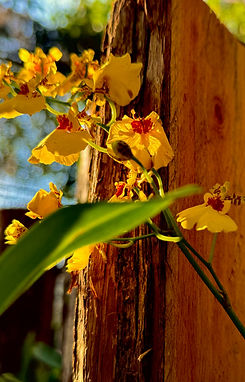 IMG_0775_edited.jpg