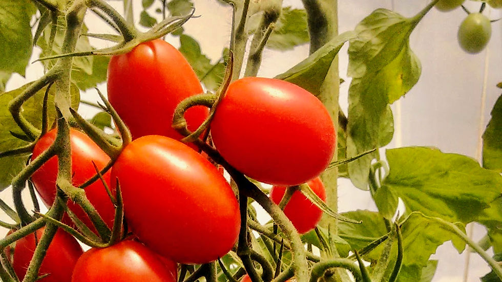 PRODUÇÃO DE HORTALIÇAS BIODINÂMICAS NO CAMPO E NA CIDADE