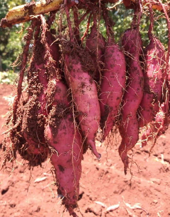 Prod. de Hortaliças Biodinâmicas de BULBOS, RAÍZES e TUBÉRCULOS - Mód. IV: da Semeadura até a Colheita