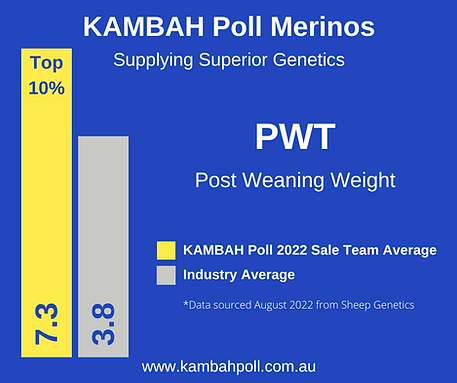 Kambah Poll Merinos top 10% Post Weaning Weight