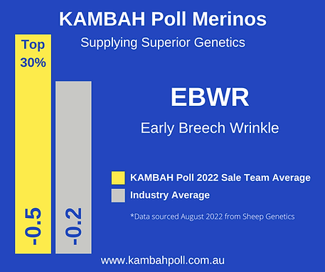 Kambah Poll Merinos Top 30% Early Breech Wrinkle