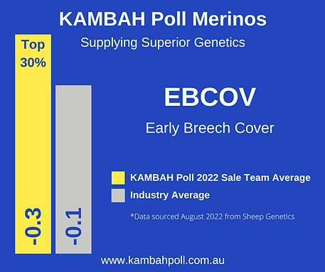 Kambah Poll Merinos Top 30% Early Breech Cover
