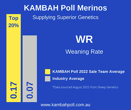 Kambah Poll Merinos Top 20% Weaning Rate