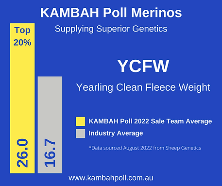 Kambah Poll Merinos Top 20$ Yearling Clean Fleece Weight