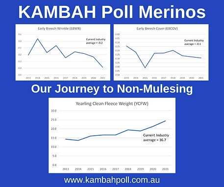 Kambah Poll Merino Mules Free Rams