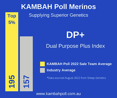 Kambah Poll Merinos Top 5% Dual Purpose Plus Index