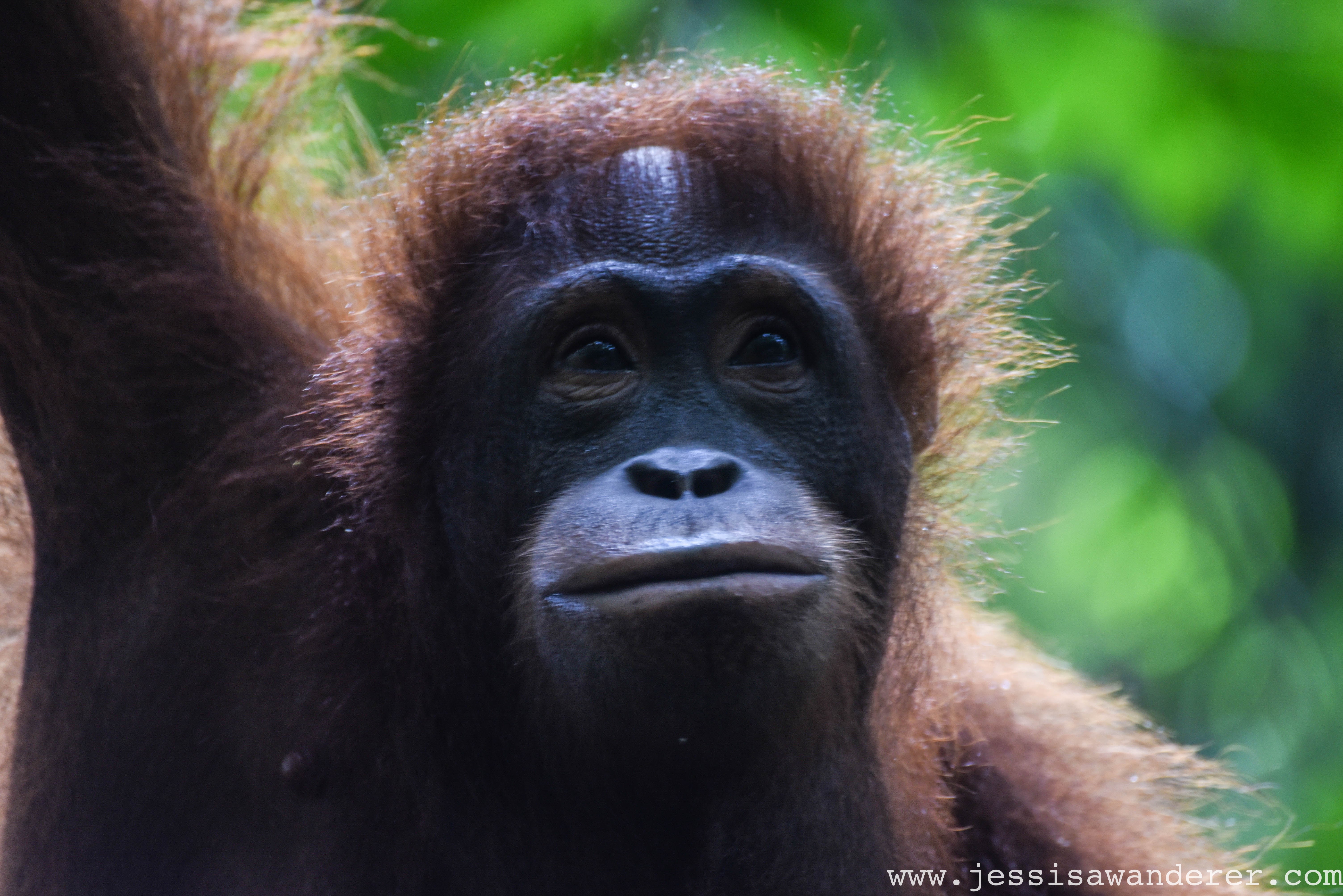 Orang-utan, Borneo