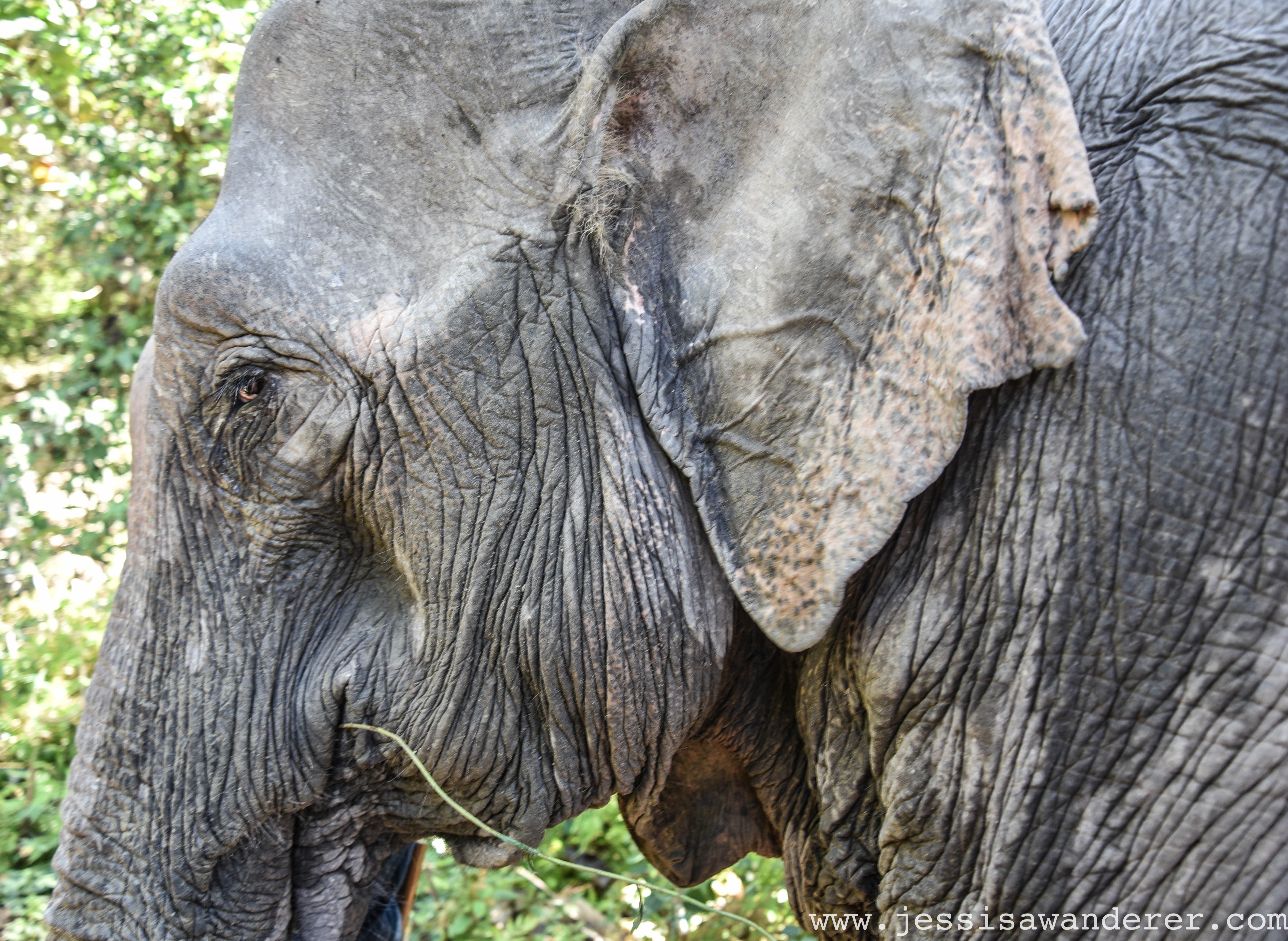 Elephant in Laos
