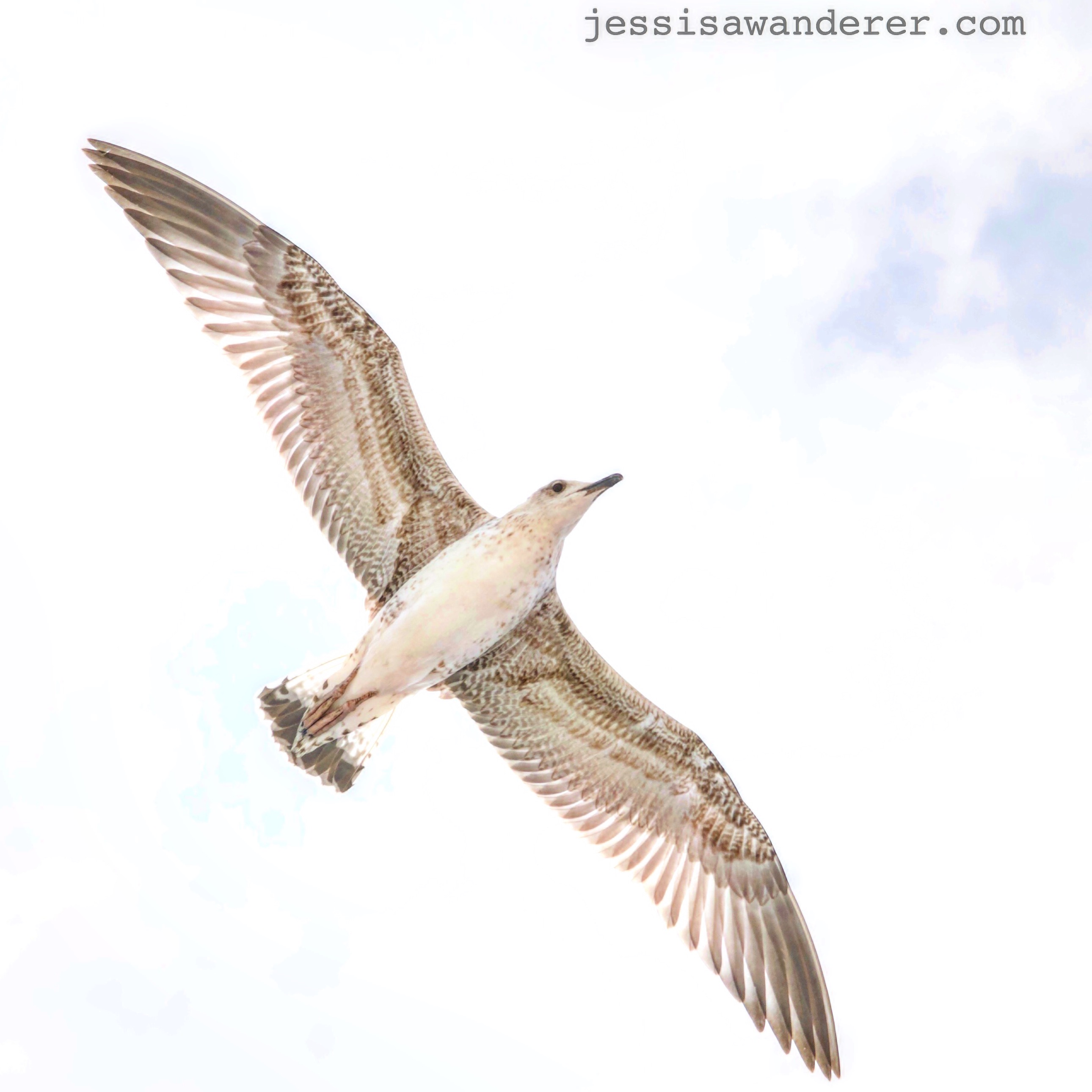 Seagull in Flight, Bulgaria
