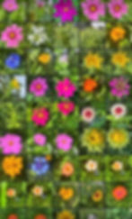 Thumbnail: LOCAL BEE POLLEN