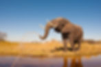Elephant spraying water