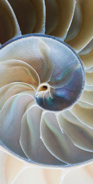 nautilus